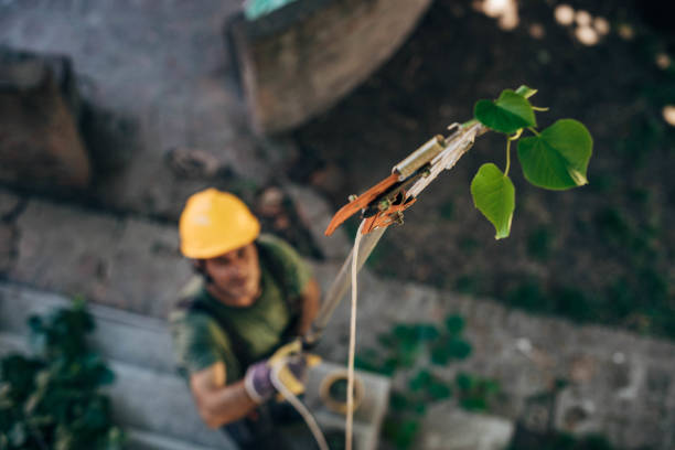 The Steps Involved in Our Tree Care Process in Lochmoor Waterway Estates, FL